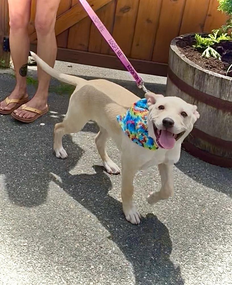 Enlarge Gronk, a Adoptable mixed breed in Saugus, MA image 5/5