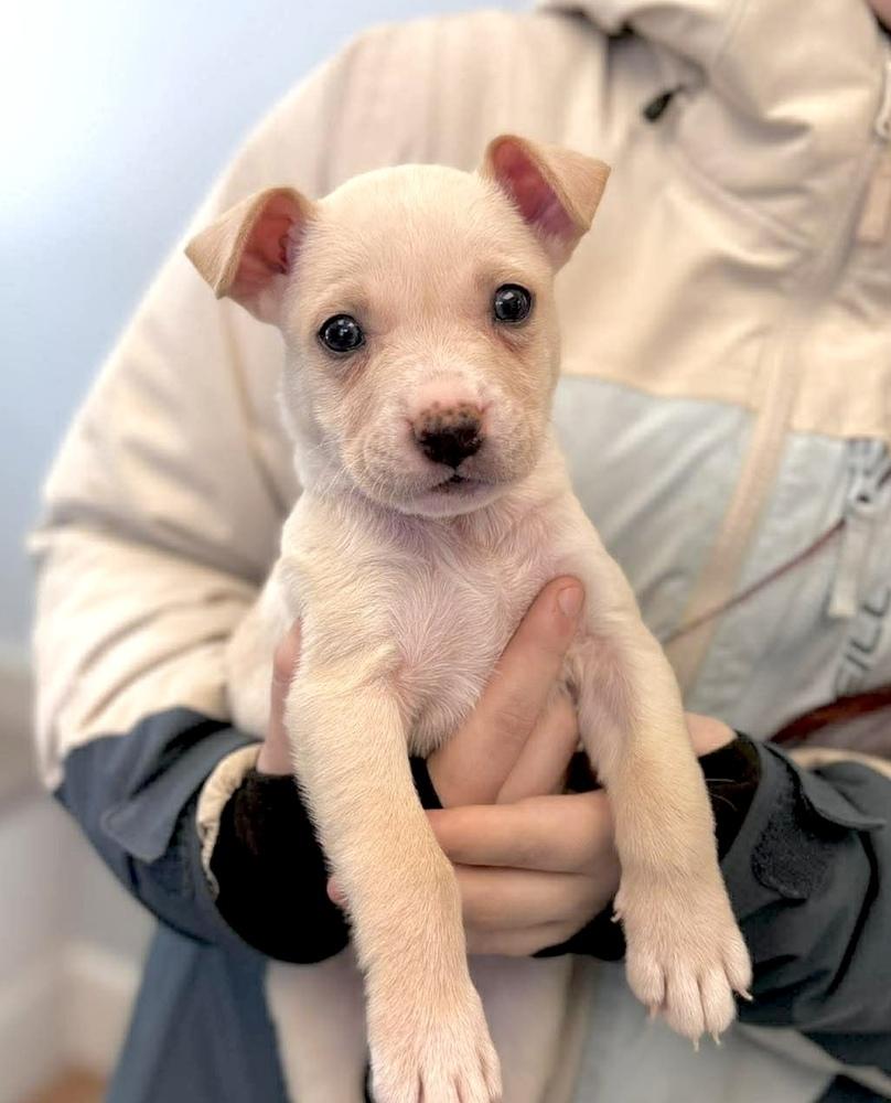 Gronk, a Adoptable mixed breed in Saugus, MA image 4/4