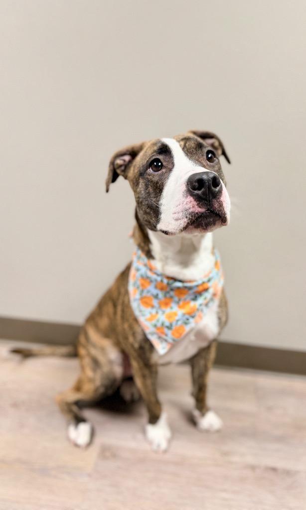 Nala, Adoptable, Young Female Mixed Breed.