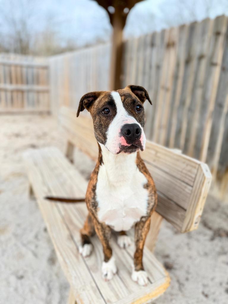 Enlarge Nala, a Adoptable Mixed Breed in Muskegon, MI image 2/6