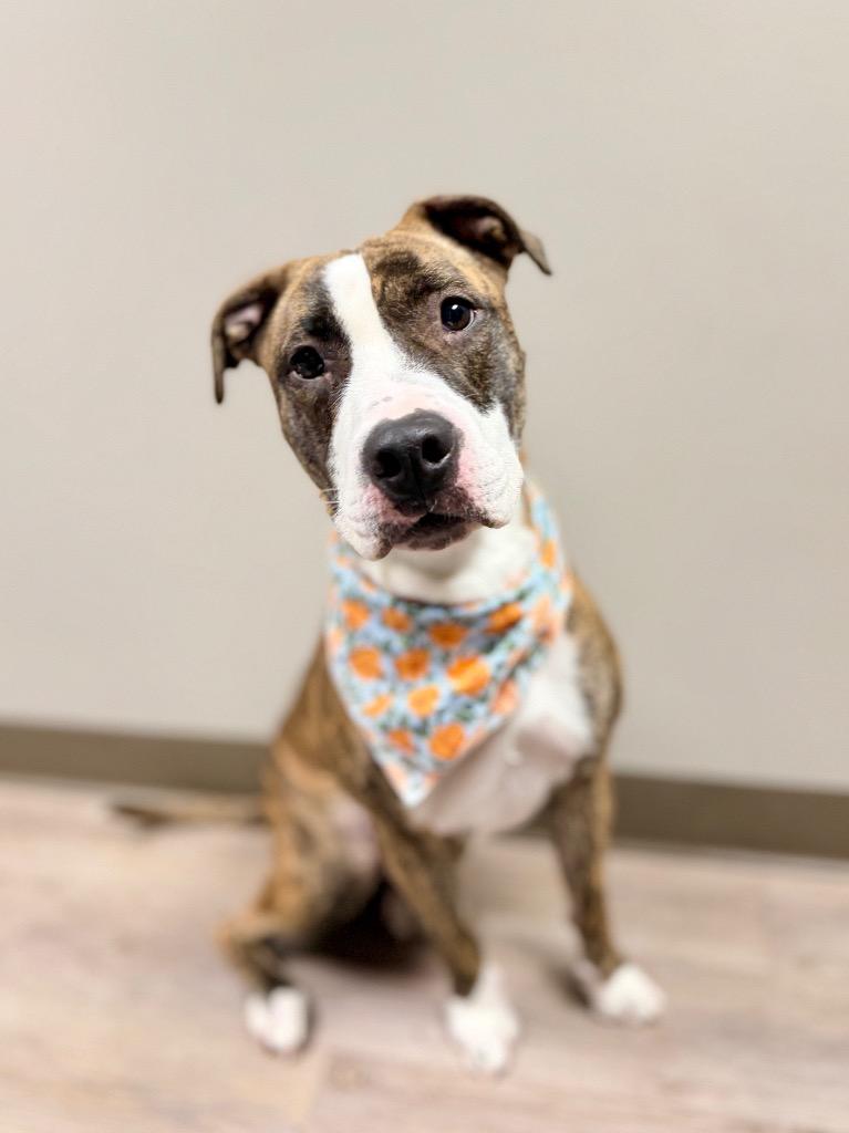 Enlarge Nala, a Adoptable Mixed Breed in Muskegon, MI image 3/6