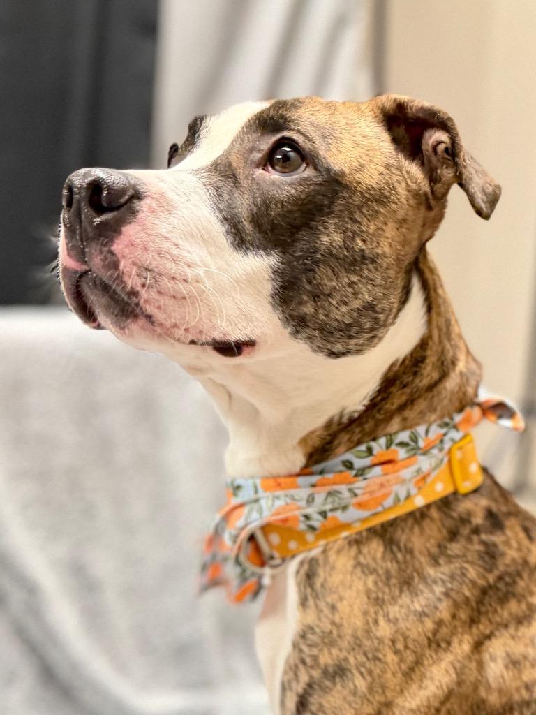 Enlarge Nala, a Adoptable Mixed Breed in Muskegon, MI image 4/6