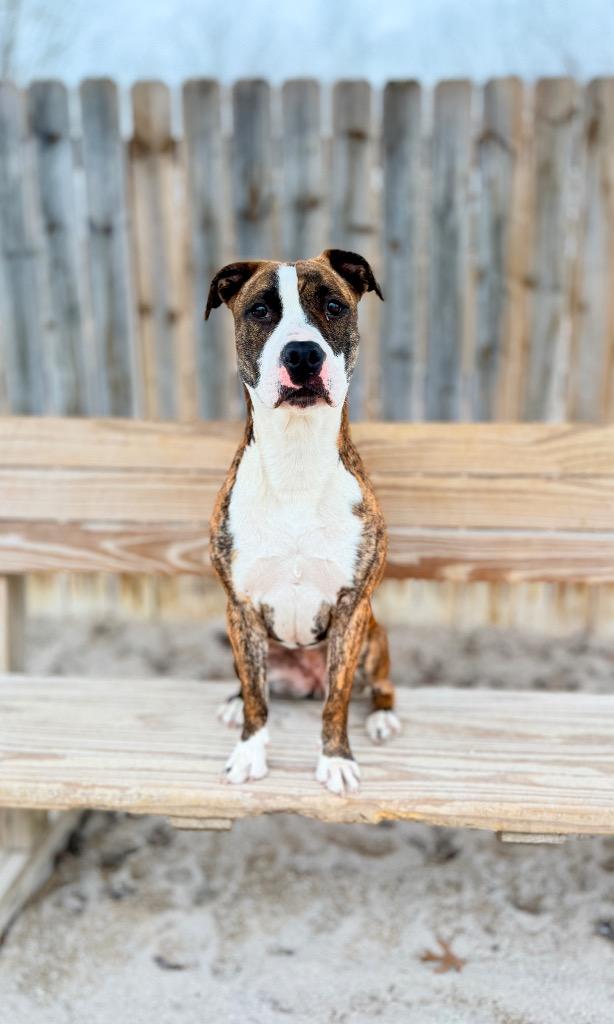 Enlarge Nala, a Adoptable Mixed Breed in Muskegon, MI image 5/6