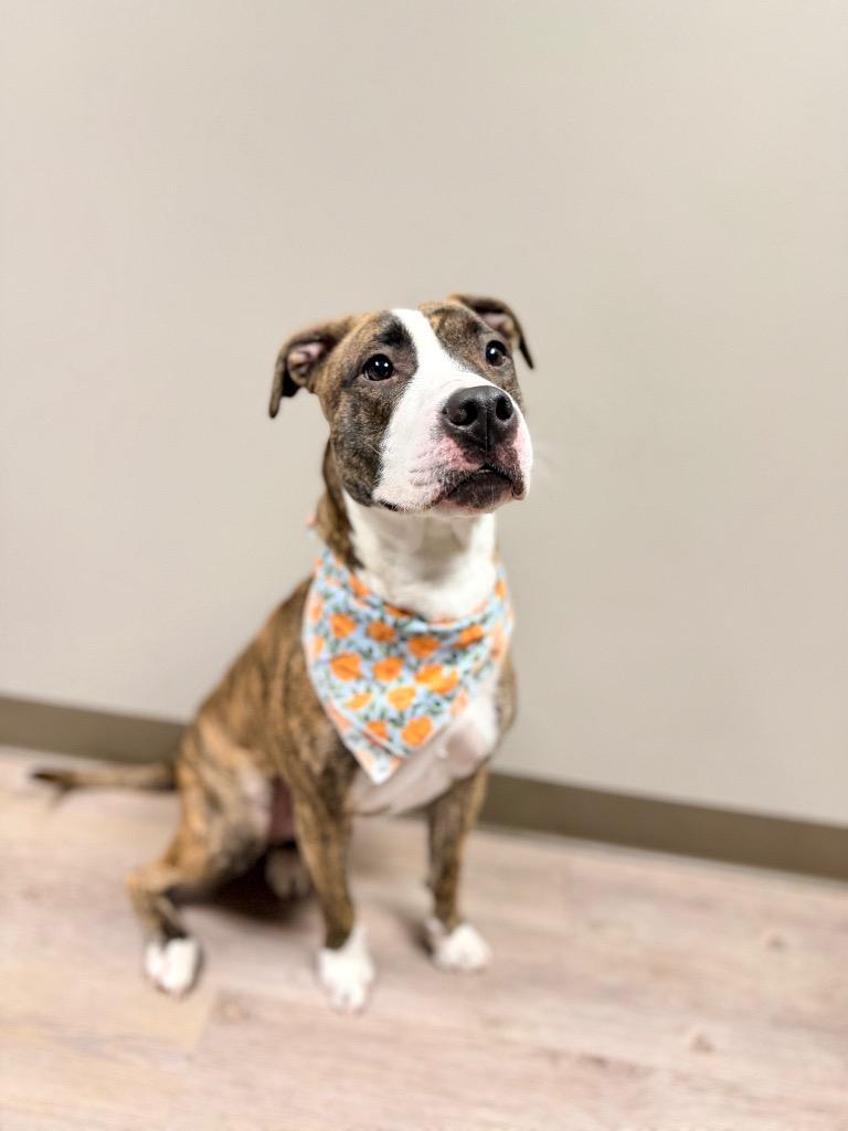 Enlarge Nala, a Adoptable Mixed Breed in Muskegon, MI image 6/6