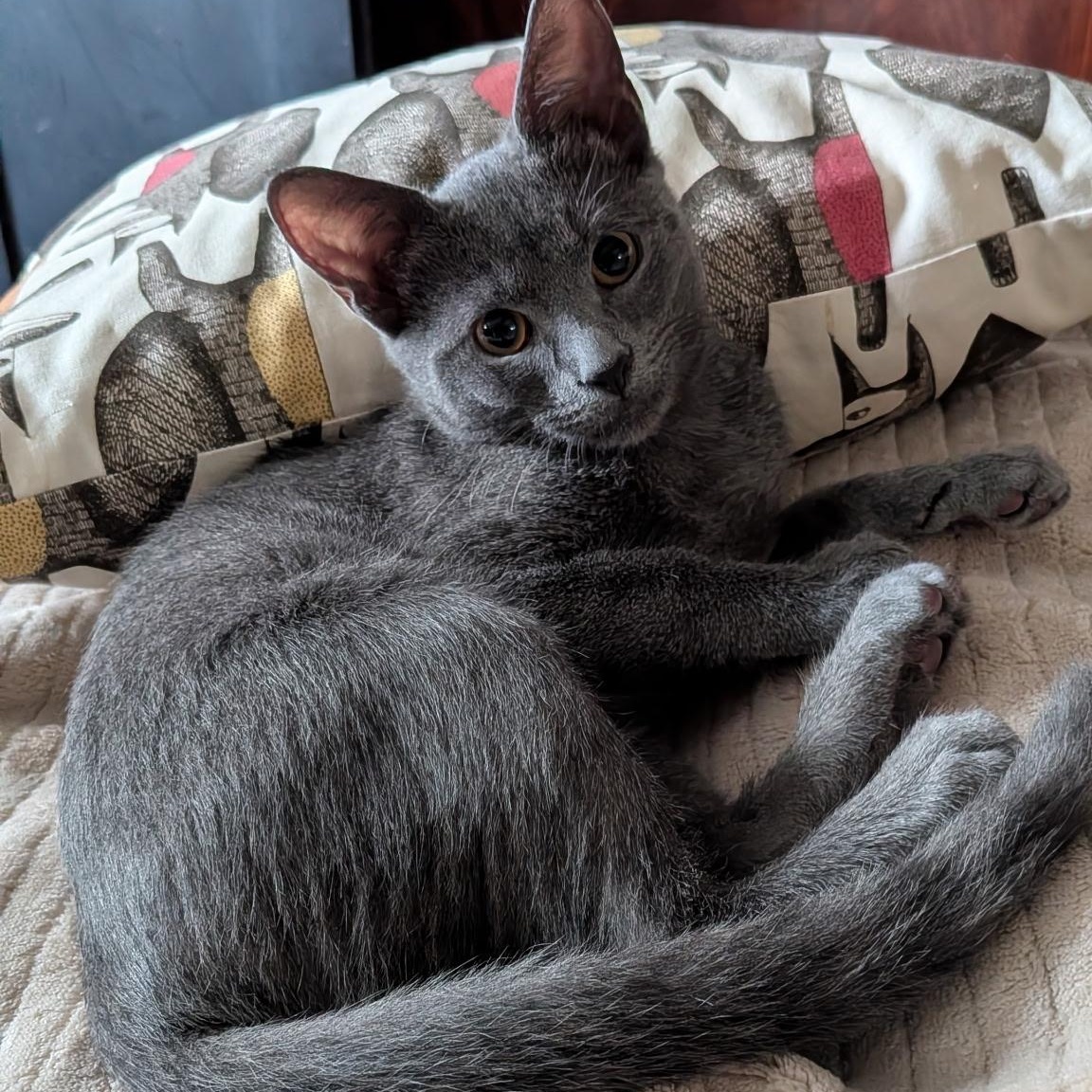 Tethys, Adoptable, Kitten Female Domestic Short Hair.