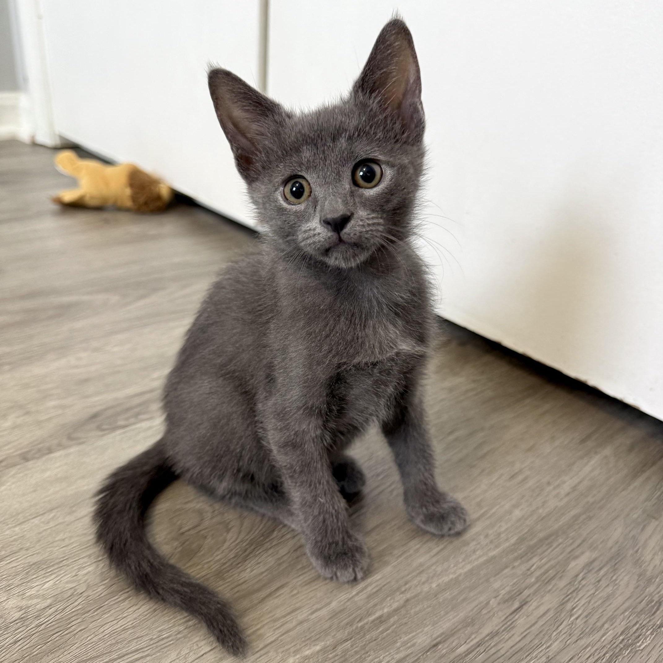 Enlarge Tethys, a Adoptable Domestic Short Hair in Alexandria, VA image 5/6