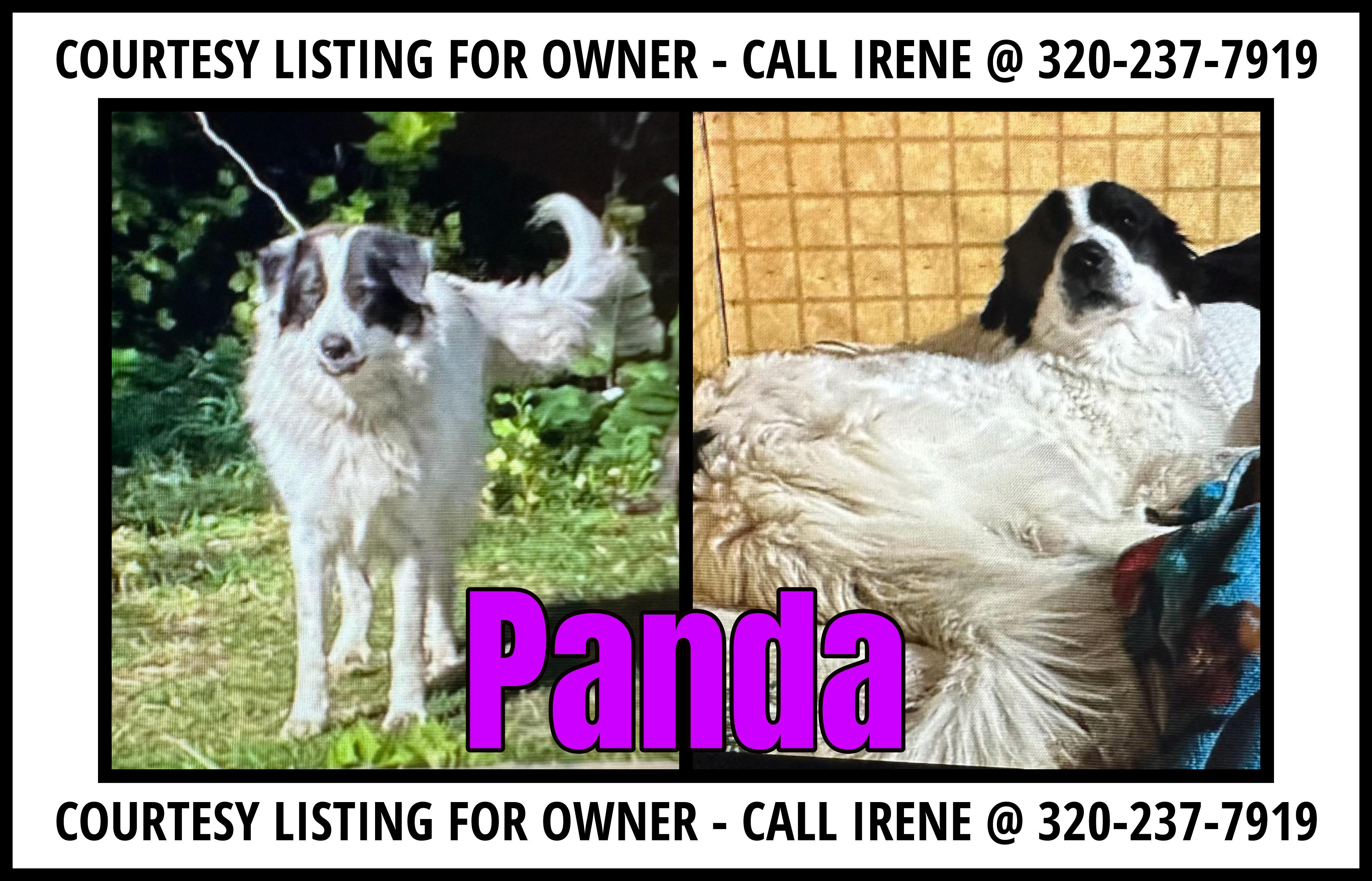 Panda - COURTESY LISTING FOR OWNER, Adoptable, Adult Female Great Pyrenees.