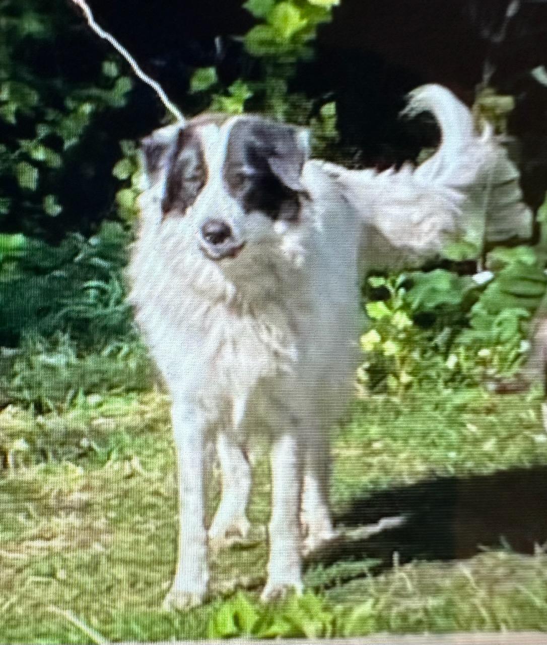 Enlarge Panda - COURTESY LISTING FOR OWNER, a Adoptable mixed breed in Valley City, ND image 2/3