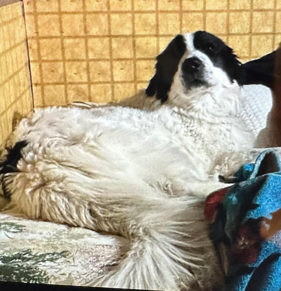 Enlarge Panda - COURTESY LISTING FOR OWNER, a Adoptable mixed breed in Valley City, ND image 3/3