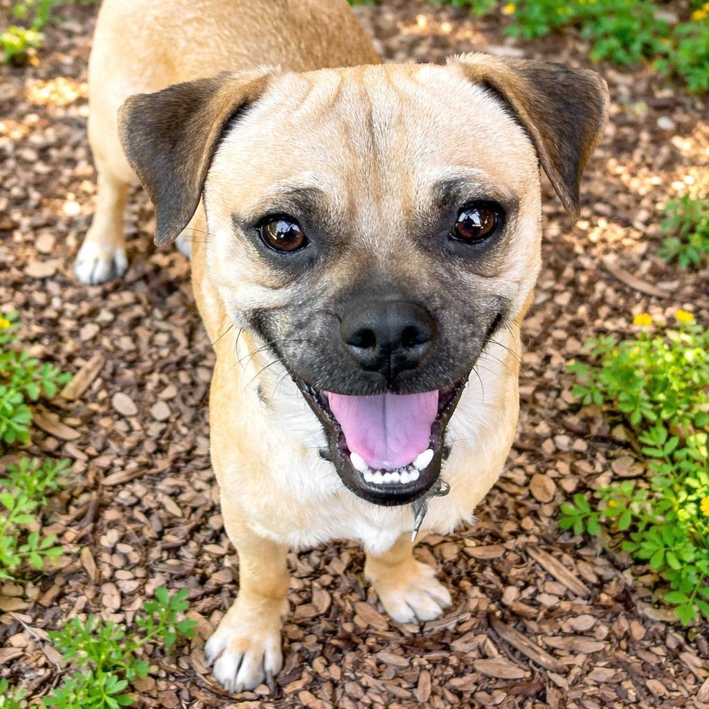 Papito, Adoptable, Young Male Pug.