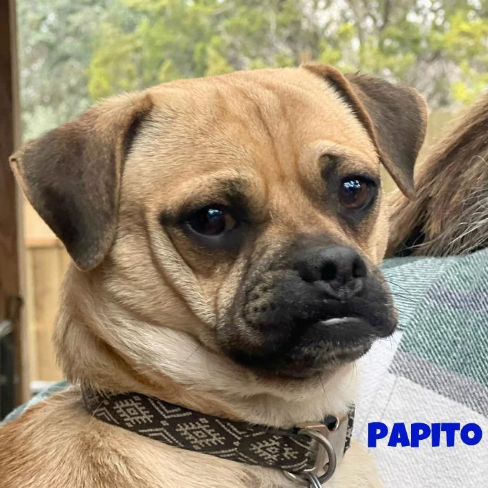 Enlarge Papito, a Adoptable mixed breed in Boerne, TX image 1/6