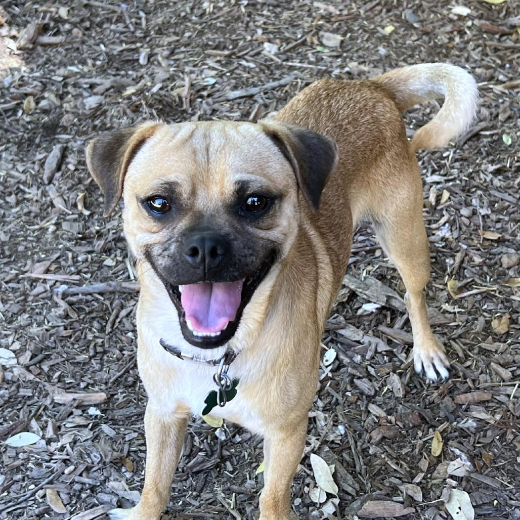 Enlarge Papito, a Adoptable mixed breed in Boerne, TX image 2/6