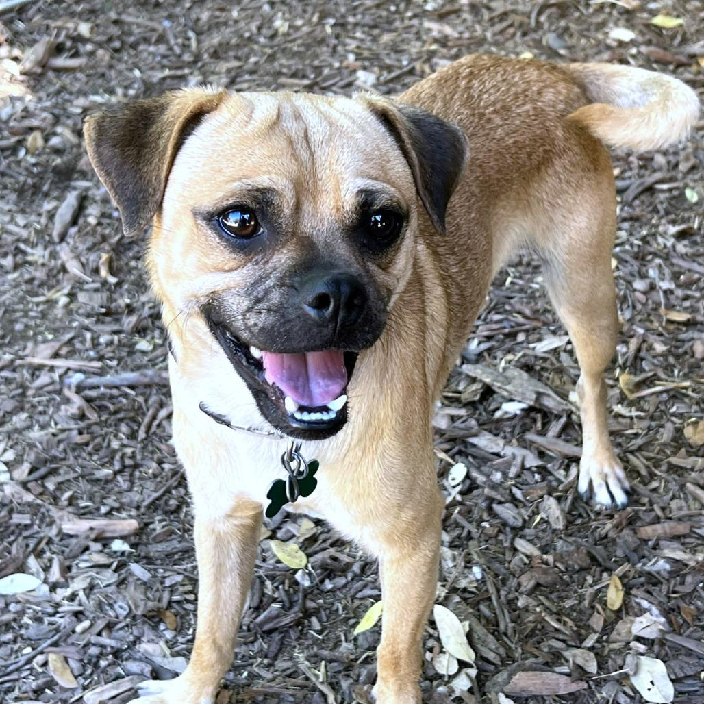 Enlarge Papito, a Adoptable mixed breed in Boerne, TX image 3/6