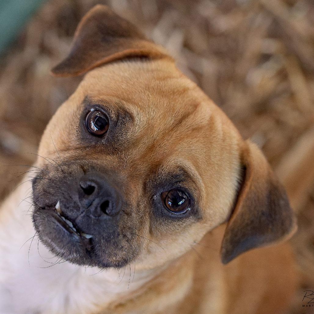 Enlarge Papito, a Adoptable mixed breed in Boerne, TX image 4/6