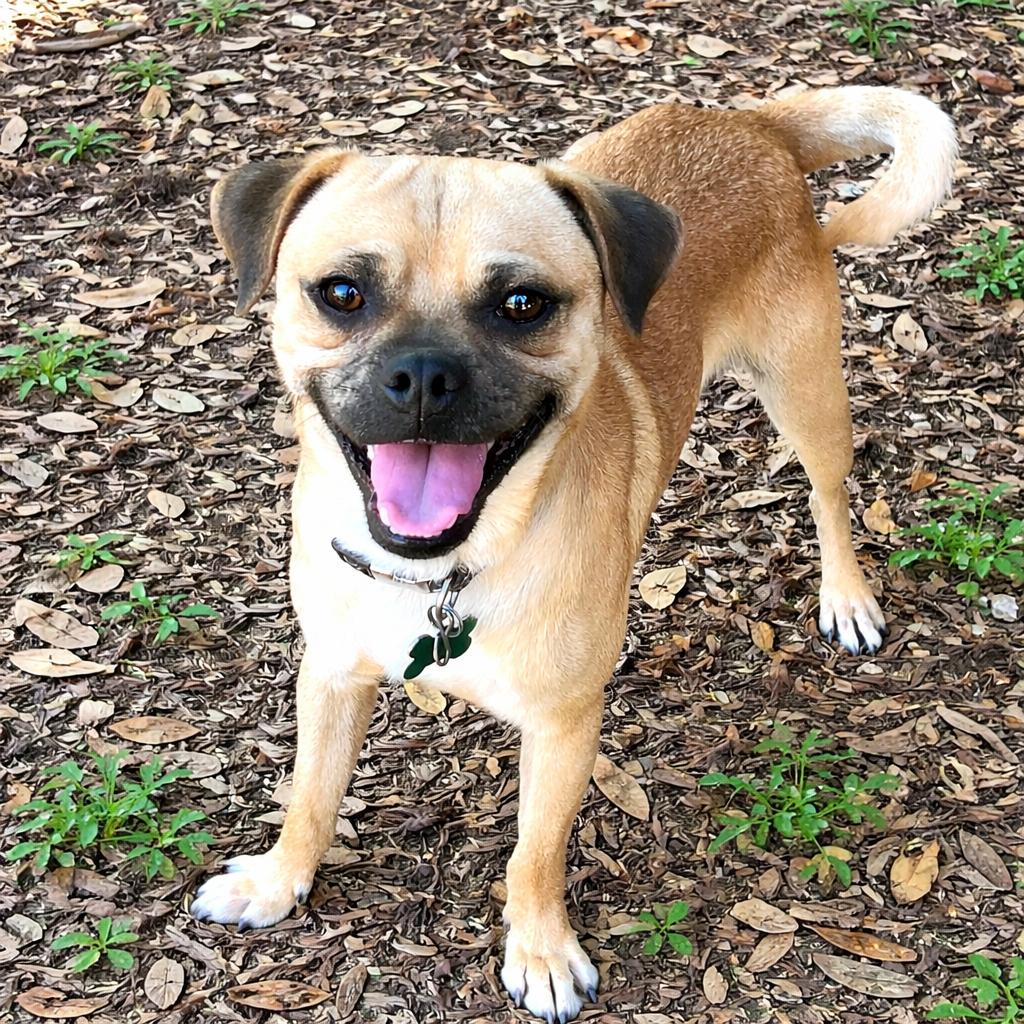 Enlarge Papito, a Adoptable mixed breed in Boerne, TX image 3/5