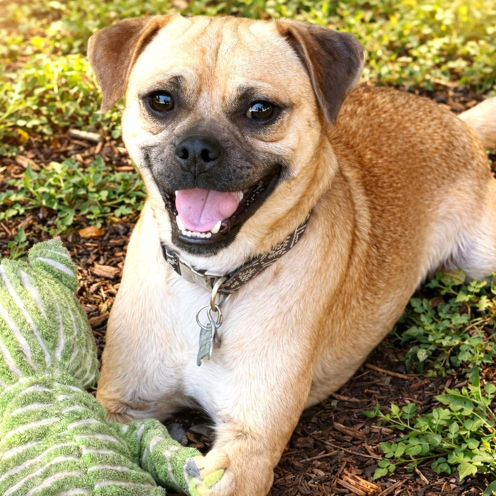 Enlarge Papito, a Adoptable mixed breed in Boerne, TX image 4/5