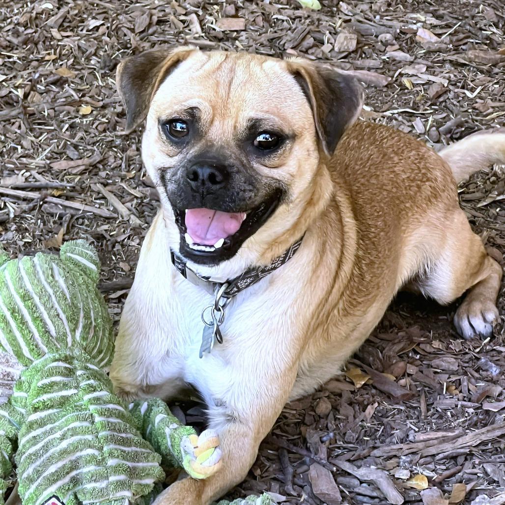 Enlarge Papito, a Adoptable mixed breed in Boerne, TX image 5/6