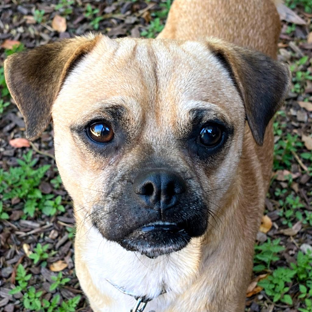 Enlarge Papito, a Adoptable mixed breed in Boerne, TX image 5/5