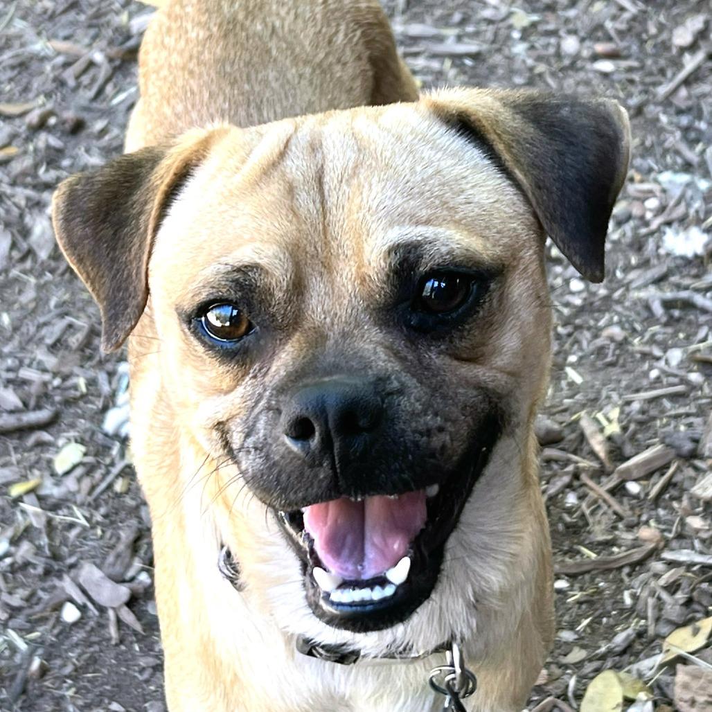 Enlarge Papito, a Adoptable mixed breed in Boerne, TX image 6/6