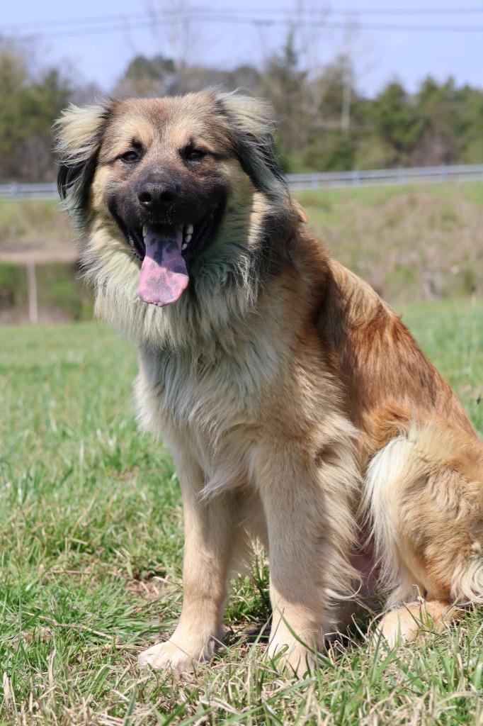 Enlarge Reecie, a Adoptable mixed breed in Columbia, TN image 1/5