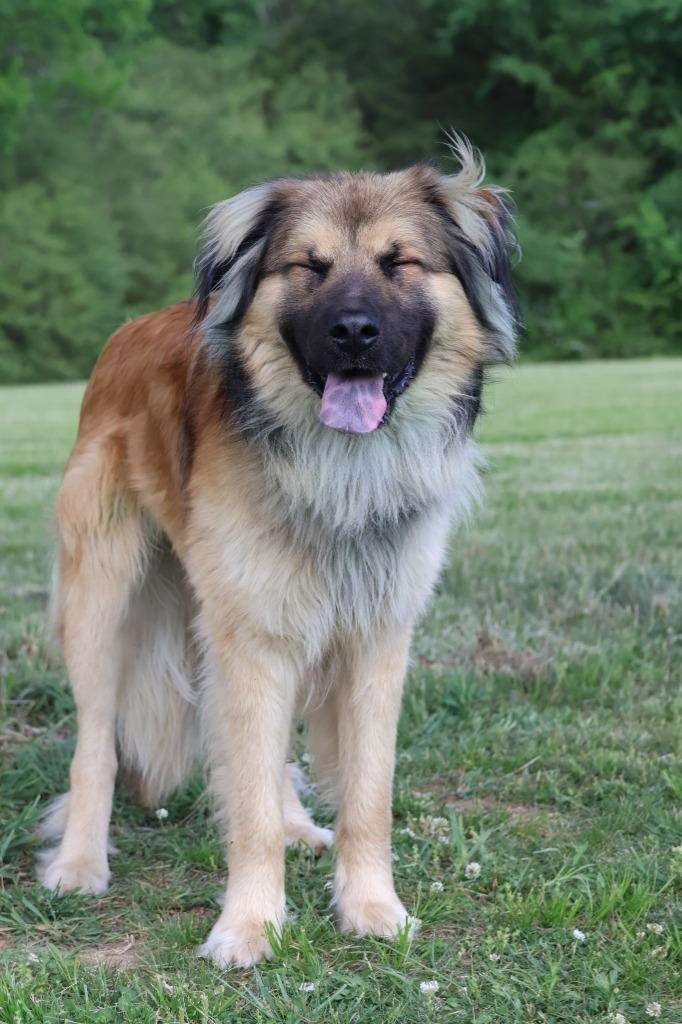 Reecie, Adoptable, Young Male Mixed Breed.