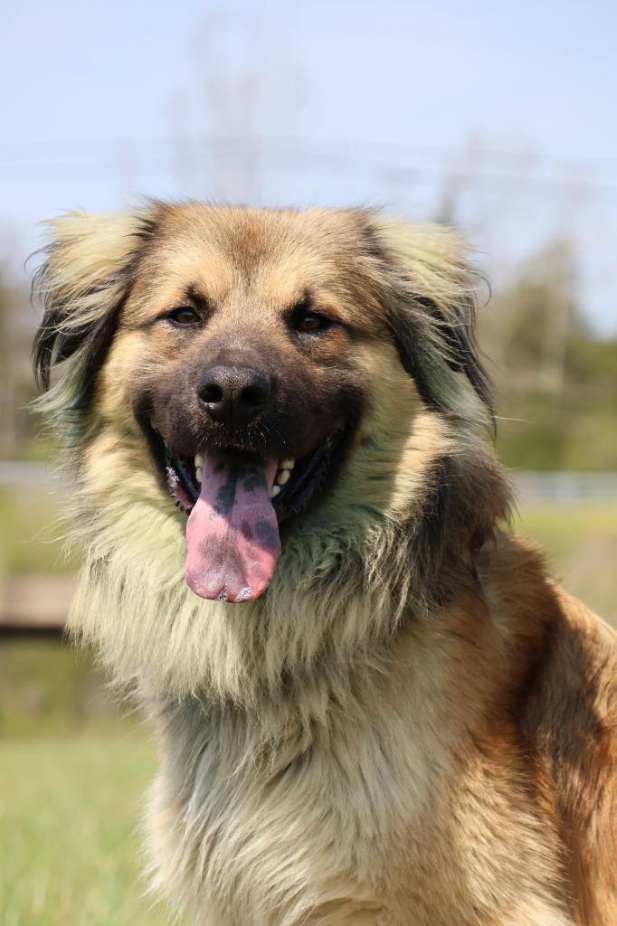 Enlarge Reecie, a Adoptable mixed breed in Columbia, TN image 2/5