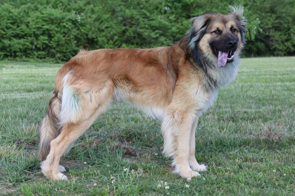 Enlarge Reecie, a Adoptable mixed breed in Columbia, TN image 2/5