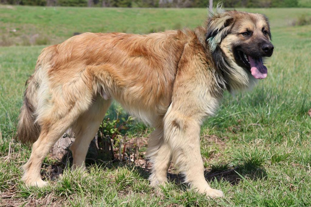 Enlarge Reecie, a Adoptable mixed breed in Columbia, TN image 3/5