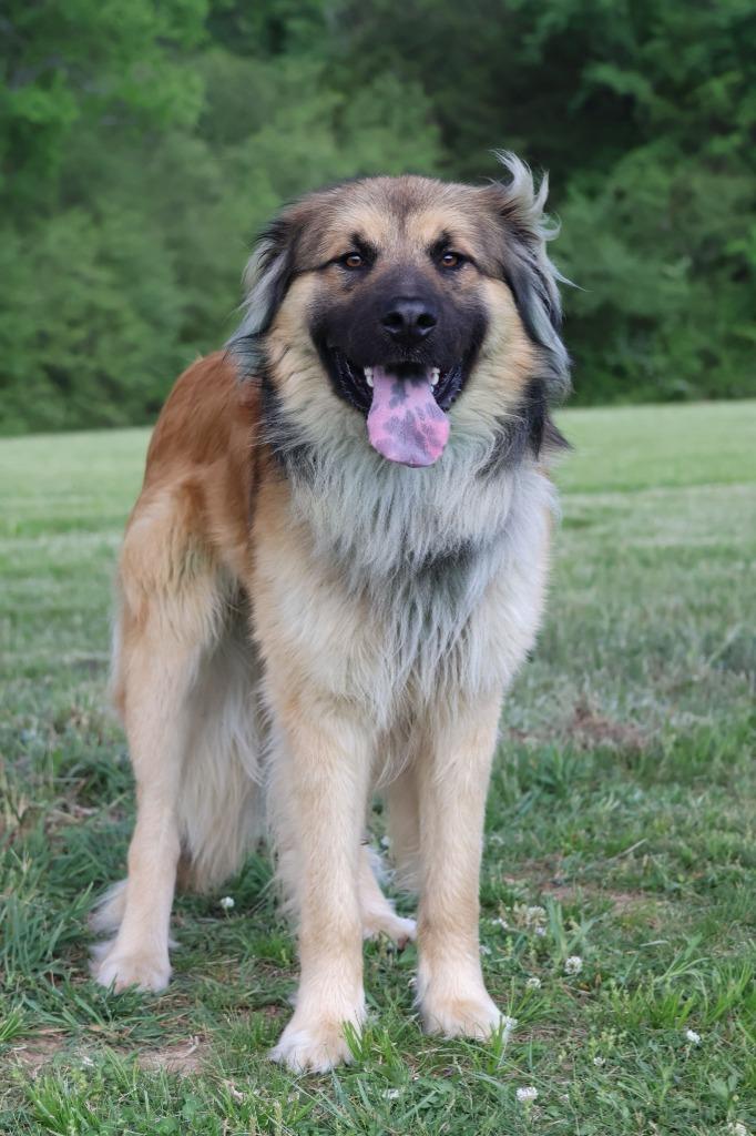 Enlarge Reecie, a Adoptable mixed breed in Columbia, TN image 3/5