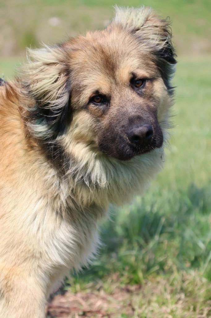 Enlarge Reecie, a Adoptable mixed breed in Columbia, TN image 4/5