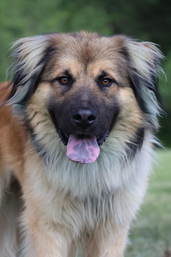 Enlarge Reecie, a Adoptable mixed breed in Columbia, TN image 4/5