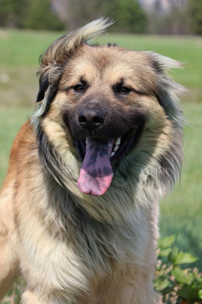 Enlarge Reecie, a Adoptable mixed breed in Columbia, TN image 5/5