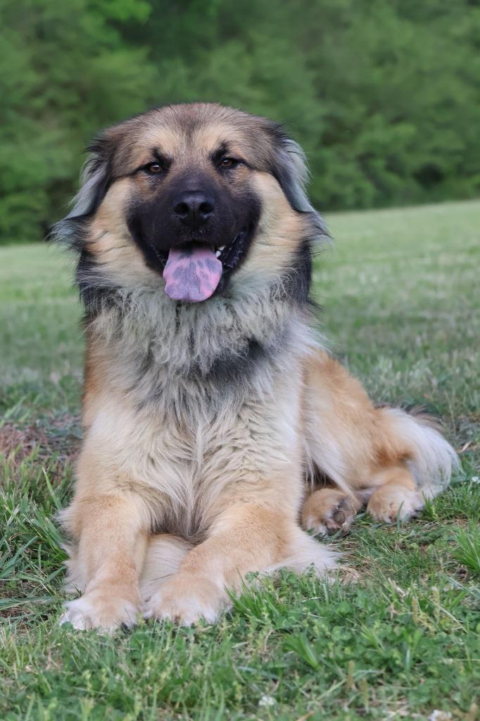 Enlarge Reecie, a Adoptable mixed breed in Columbia, TN image 5/5