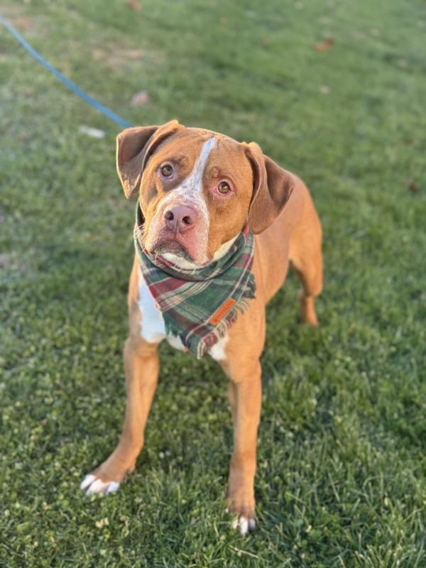 Enlarge Weston, a Adoptable mixed breed in Lancaster, OH image 1/6