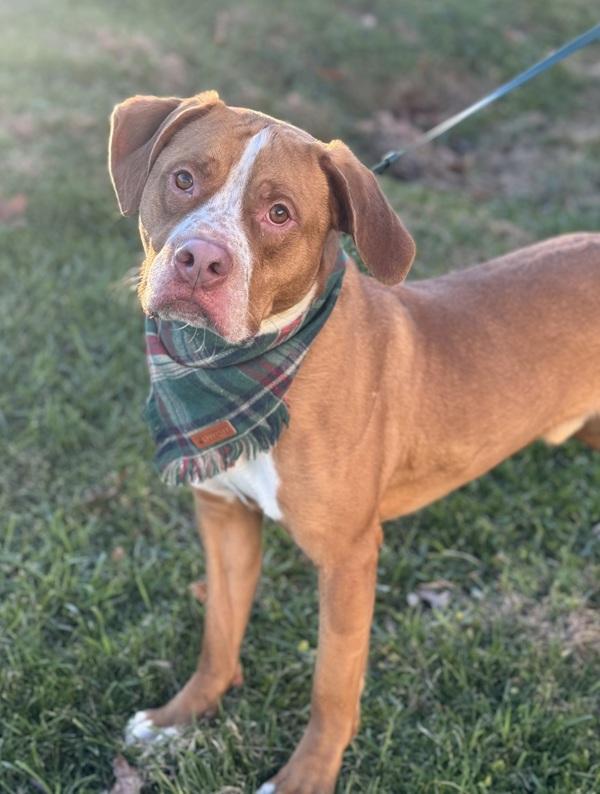 Enlarge Weston, a Adoptable mixed breed in Lancaster, OH image 2/6