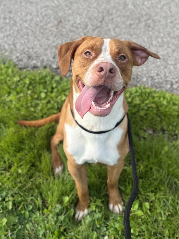 Enlarge Weston, a Adoptable mixed breed in Lancaster, OH image 3/6