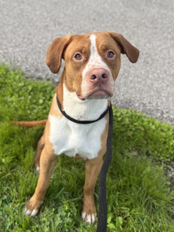 Enlarge Weston, a Adoptable mixed breed in Lancaster, OH image 6/6