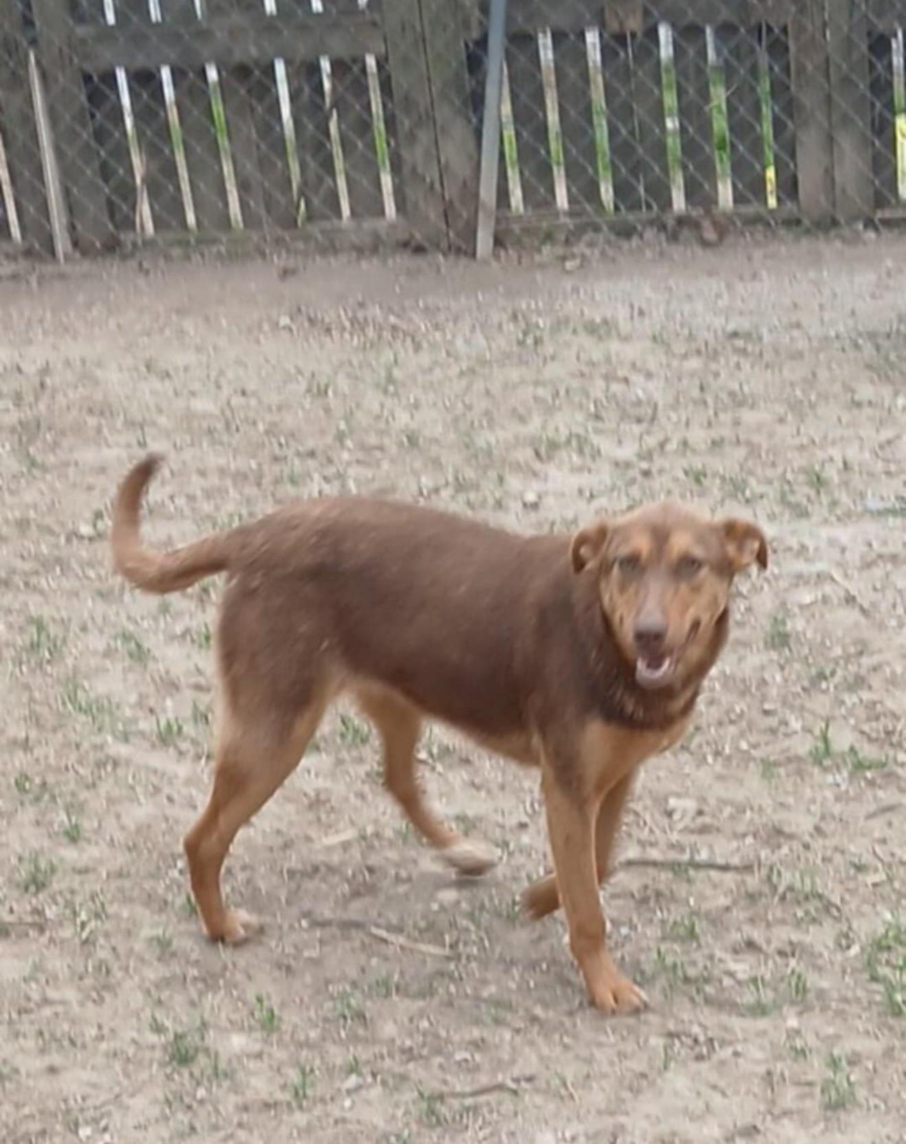 Selena, Baby Female Chesapeake Bay Retriever