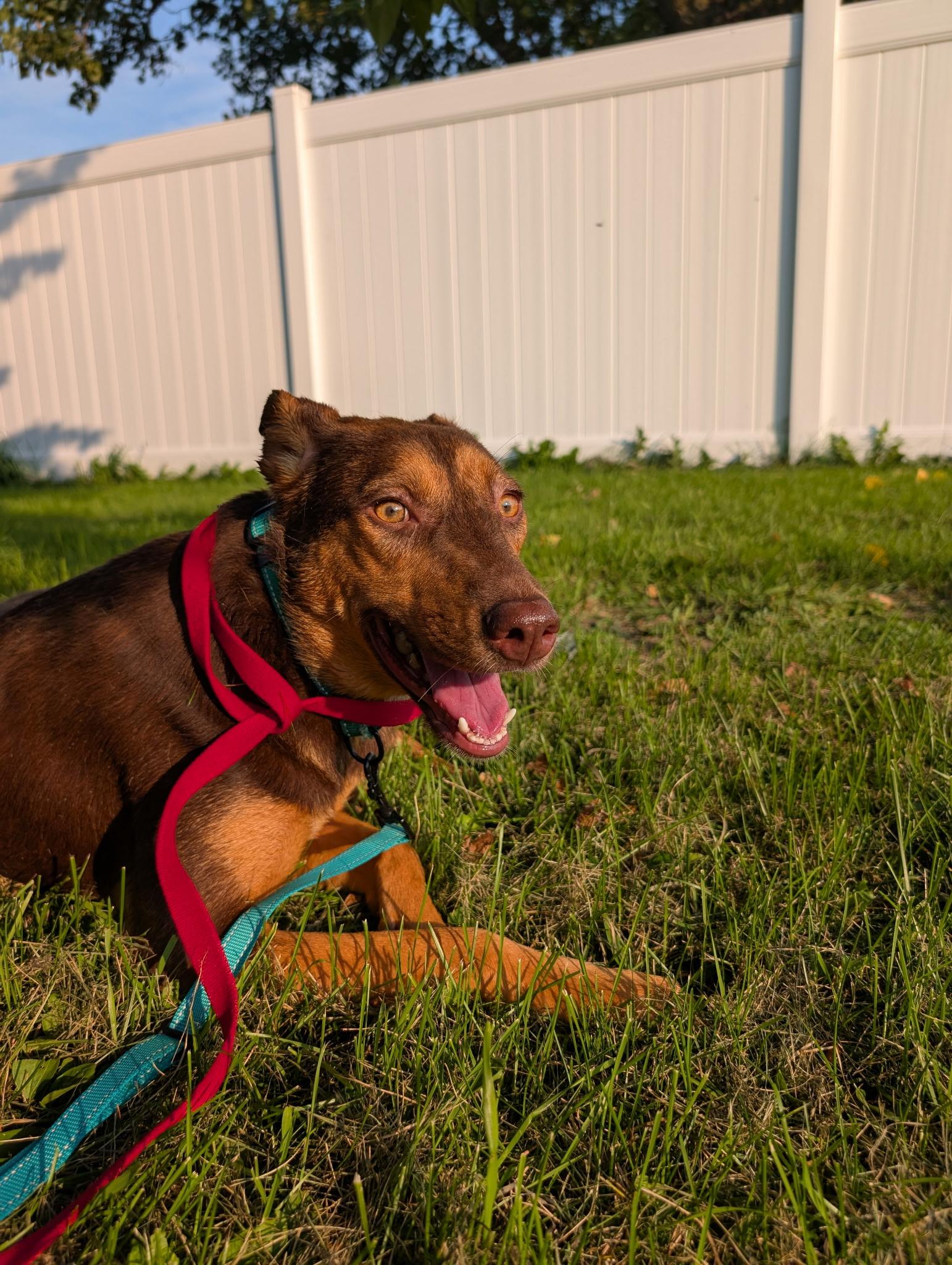 Selena, a Adoptable mixed breed in East Dundee , IL image 3/4
