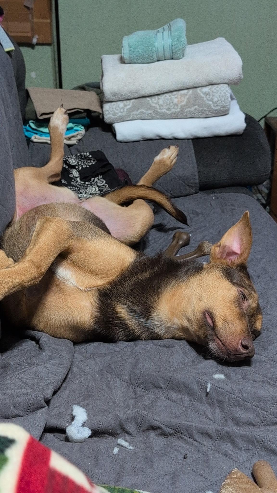 Enlarge Selena, a Adoptable mixed breed in East Dundee , IL image 4/6