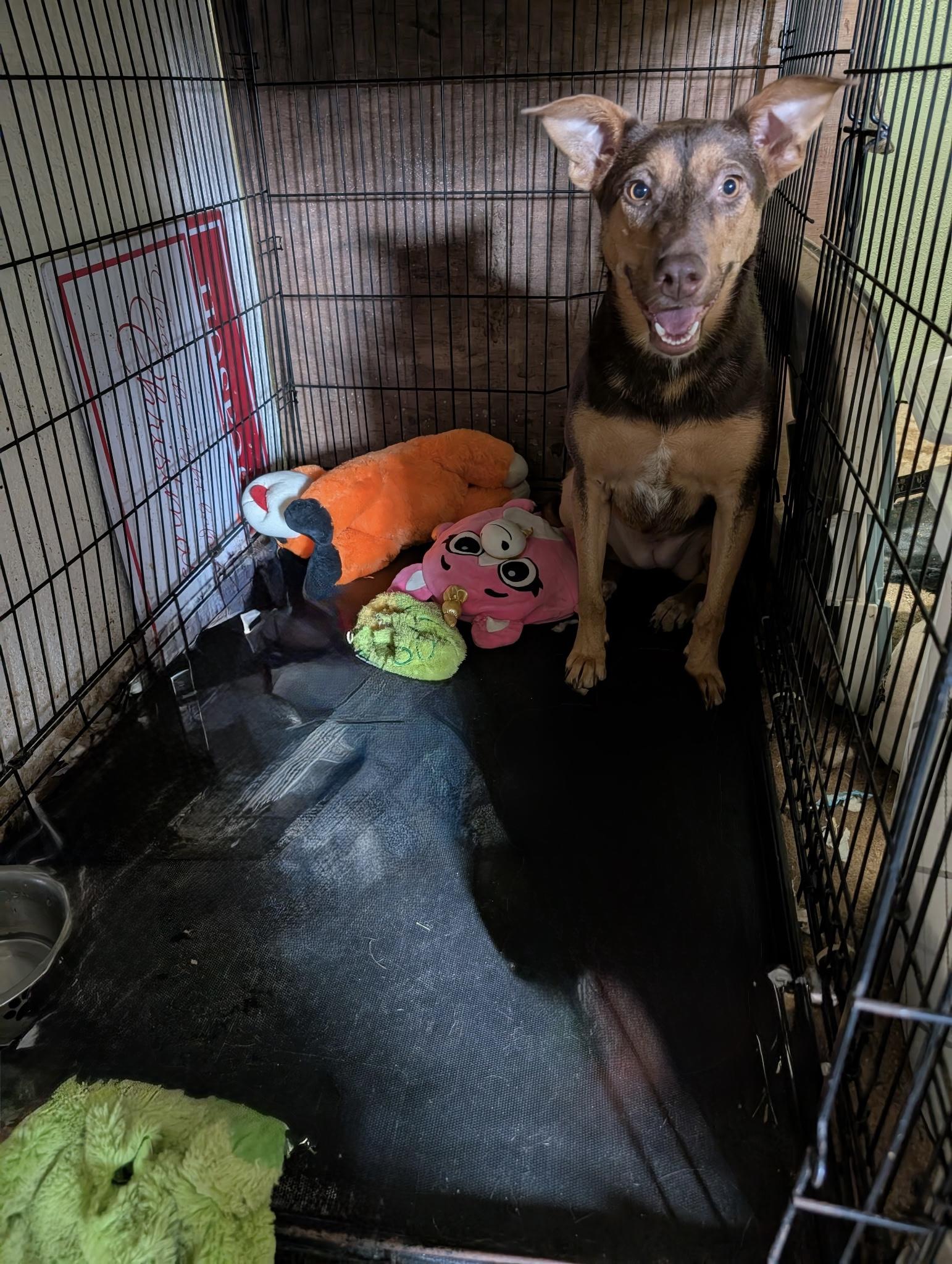 Selena, a Adoptable mixed breed in East Dundee , IL image 2/4