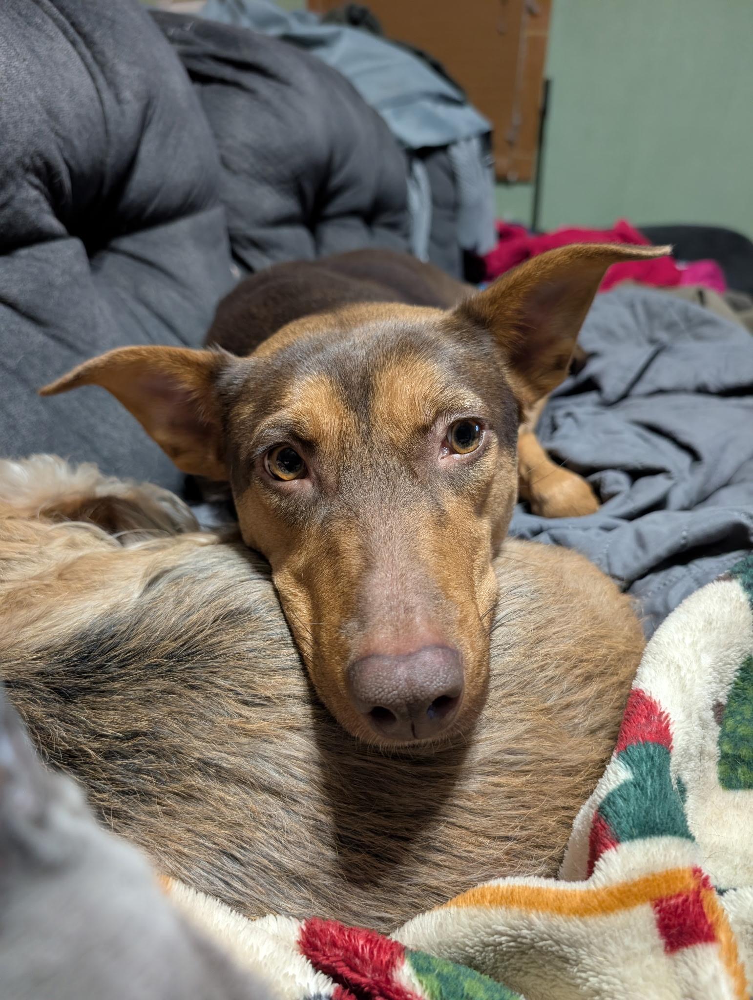 Enlarge Selena, a Adoptable mixed breed in East Dundee , IL image 1/6