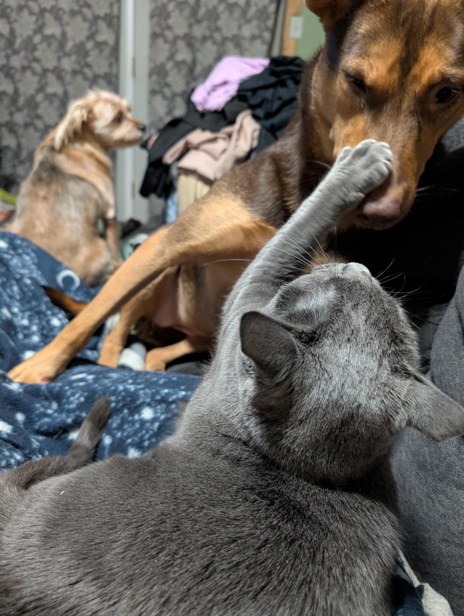 Enlarge Selena, a Adoptable mixed breed in East Dundee , IL image 5/6