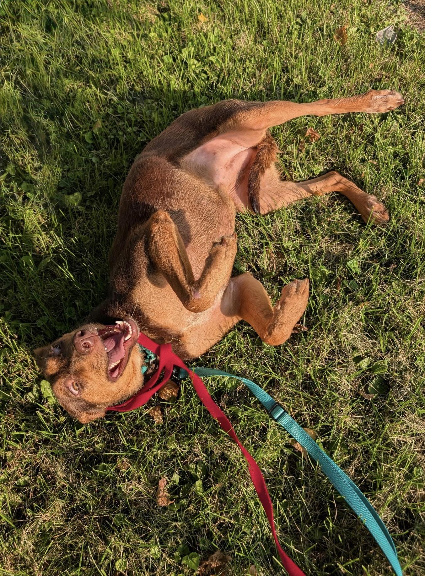 Selena, a Adoptable mixed breed in East Dundee , IL image 4/4