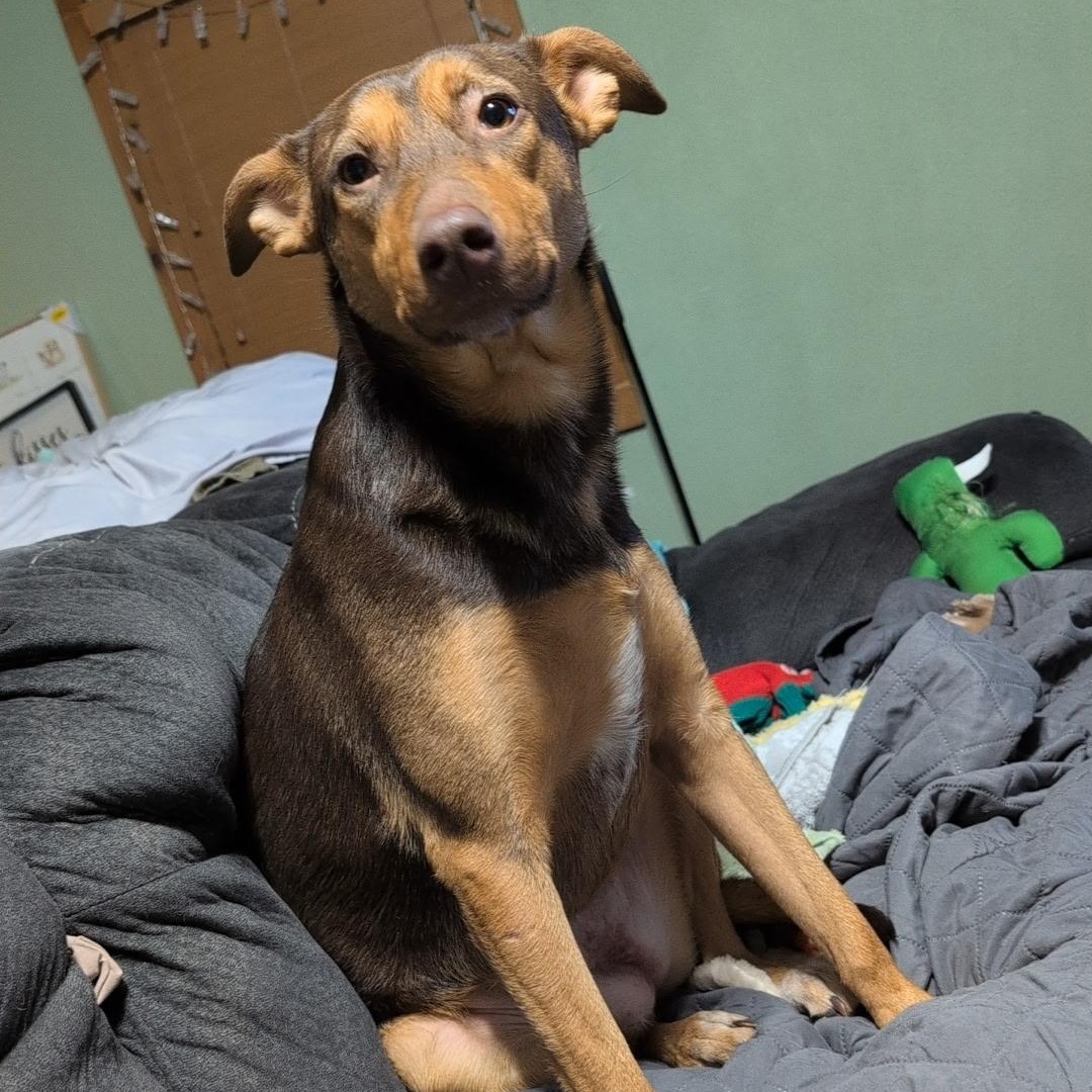 Enlarge Selena, a Adoptable mixed breed in East Dundee , IL image 2/6