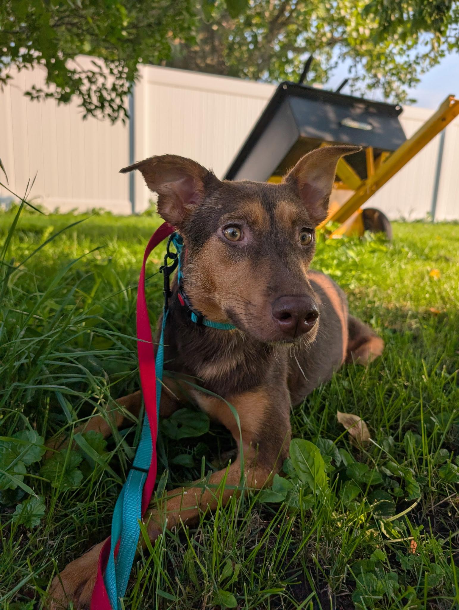 Selena, a Adoptable mixed breed in East Dundee , IL image 1/4
