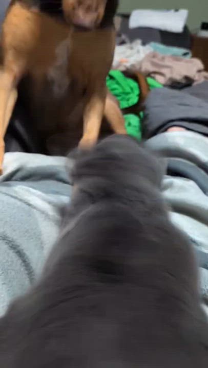 Enlarge Selena, a Adoptable mixed breed in East Dundee , IL video 6/6