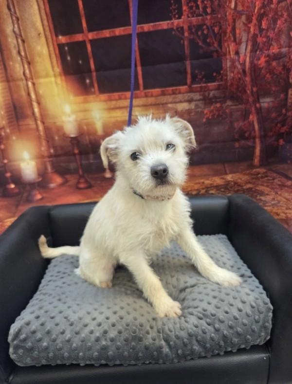 Enlarge Landon, a Adoptable mixed breed in Salem, OR image 1/2