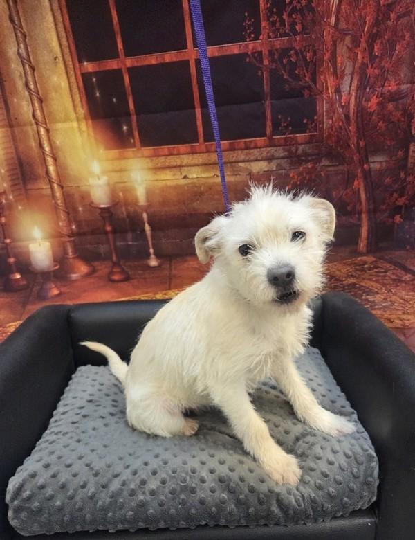 Enlarge Landon, a Adoptable mixed breed in Salem, OR image 2/2