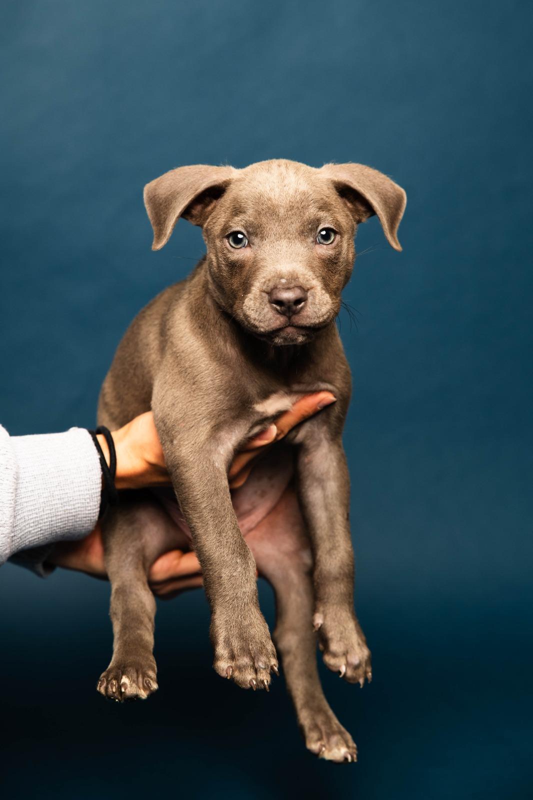 Chris , an adopted Mixed Breed in Kissimmee, FL image 1/2